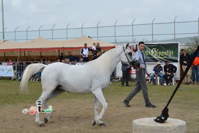 كابول اختتام مهرجان جمال الخيول العربية الأصيلة بحضور غفير وعروض ممتعة